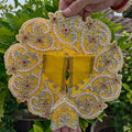 Pitambari Pushp Poshak