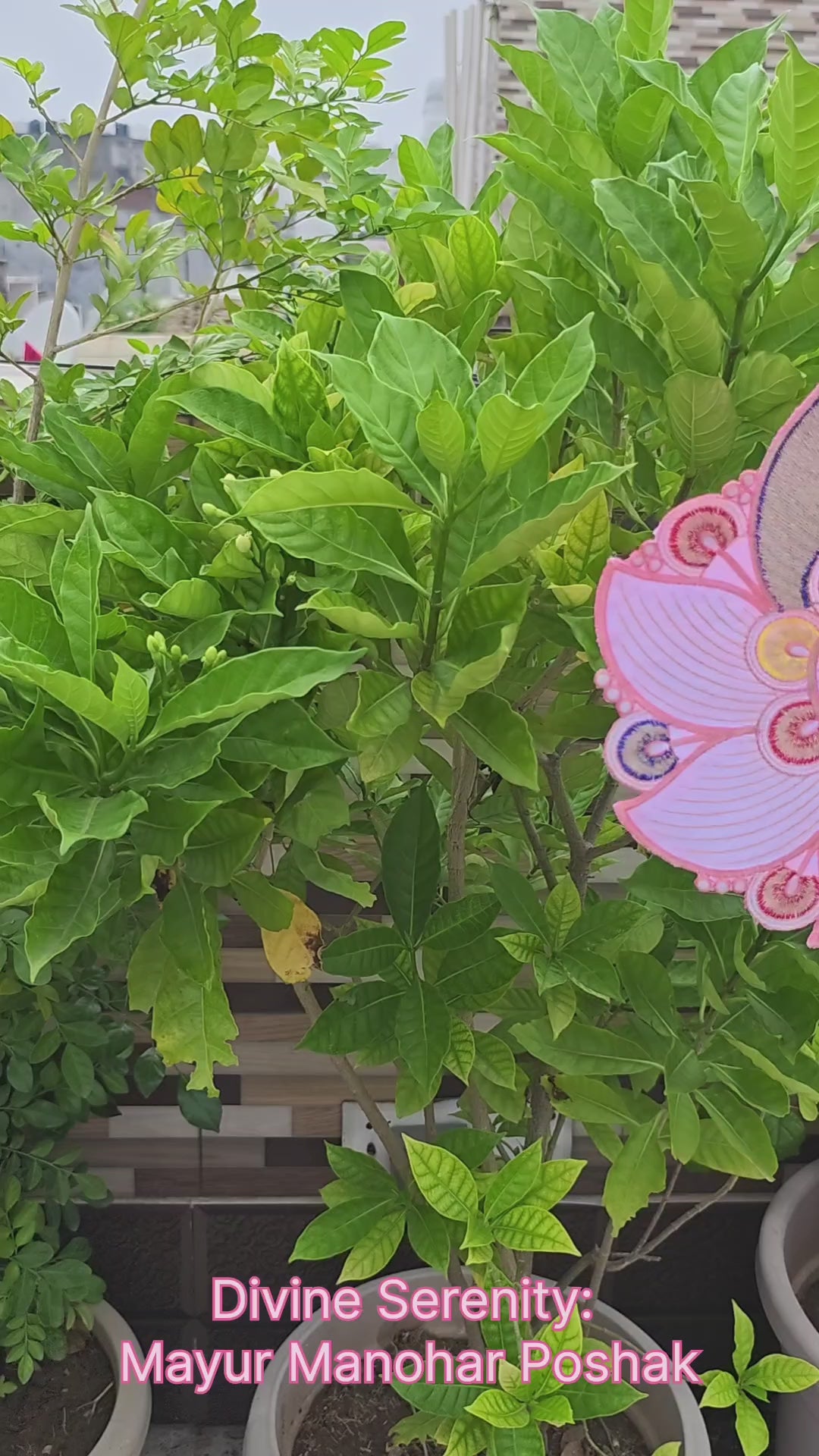 Mayur Manohar Poshak - Pink