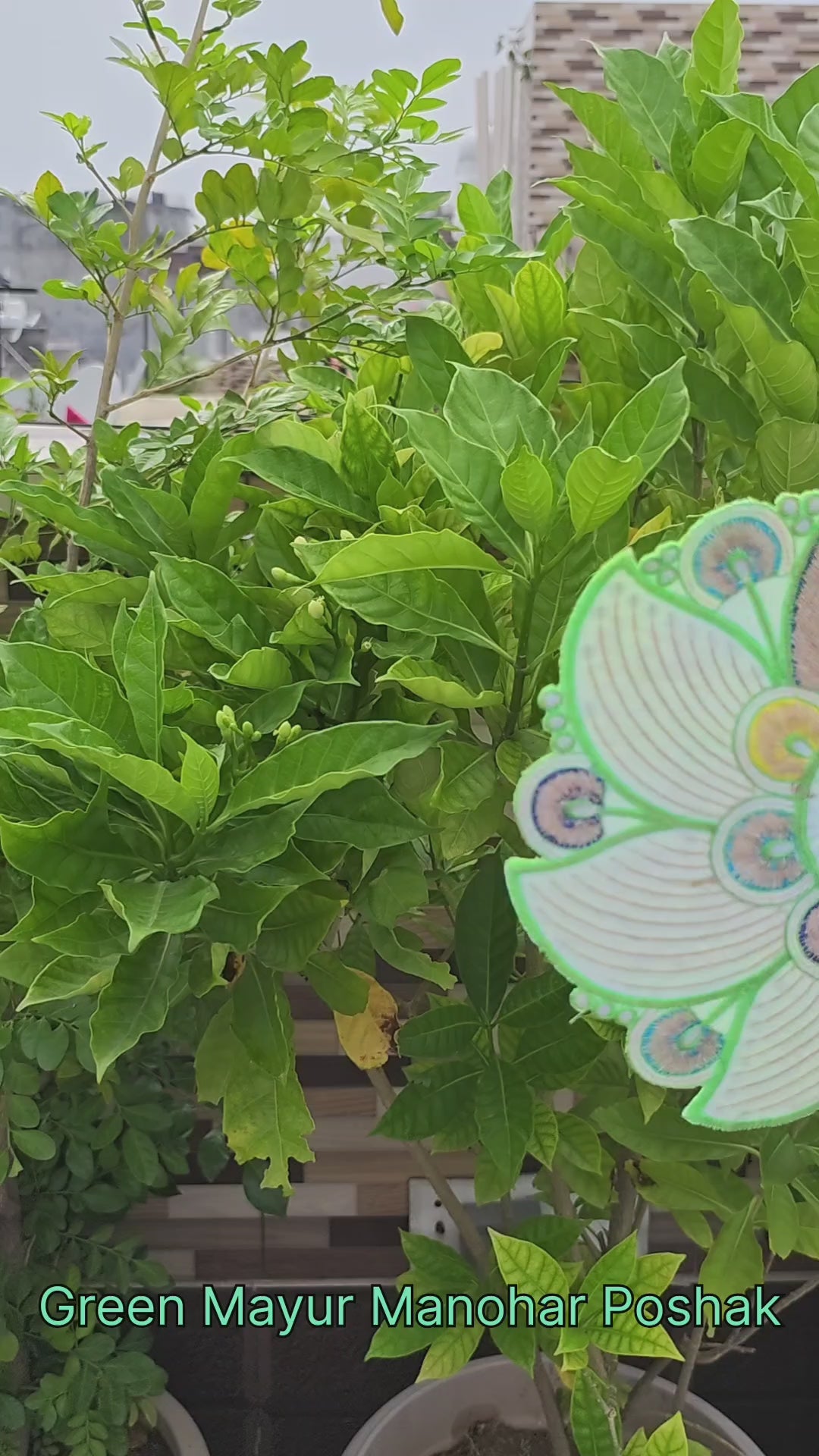 Mayur Manohar Poshak - Green
